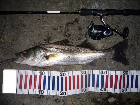 今宵もシーバス調査釣行